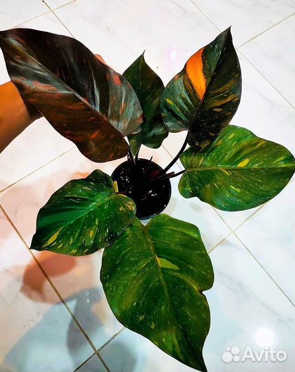 Филодендрон Оранжевая принцесса