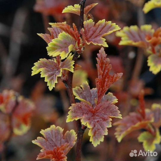 Пузыреплодник