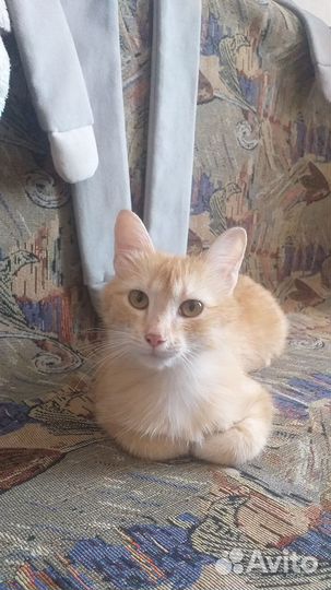 Рыжая чудо девочка