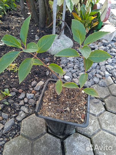 Гортензия и Жасмин