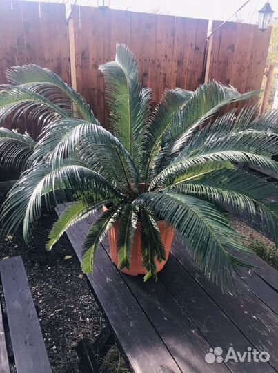 Пальма Саговая (Цикас)