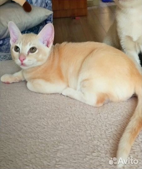 Котята европейской бурмы