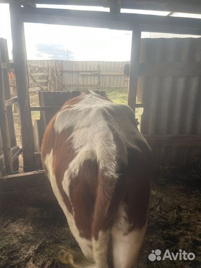 Домашние животные