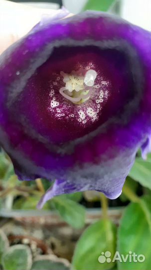 Глоксиния семяна смесь сортов самовывоз