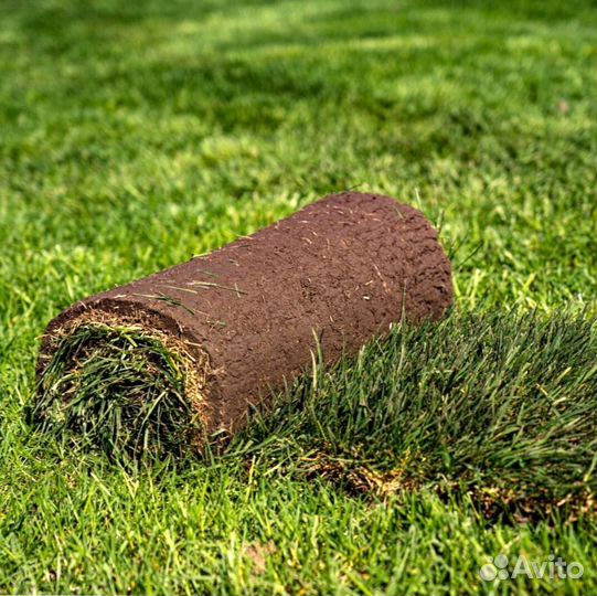 Рулонный газон - газон с укладкой