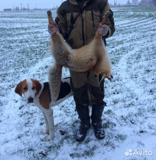 Выжлец русской пегой гончей