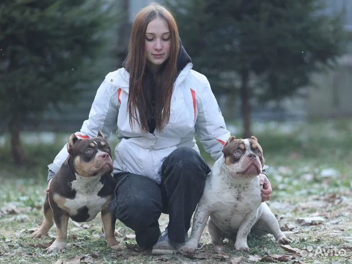 Кинолог Хендлер