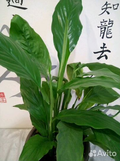 Дамское счастье (Спатиффилум) - цветущее растение