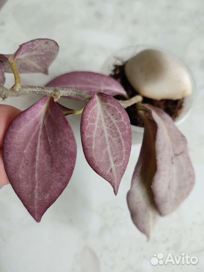 Hoya Nicholsoniae New Guinea Chost