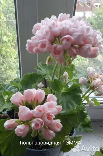 Тюльпановидная пеларгония (бронь для Ирины)