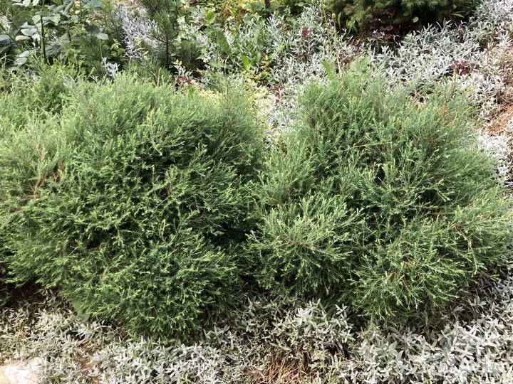 Туи теди, вересковидная ericoides,тис ягодный,кедр