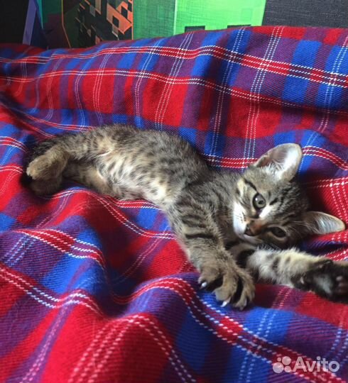 Тигровый котенок в дар бесплатно