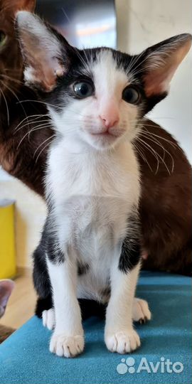 Ориентальный мальчишка