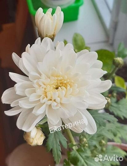 Хризантема комнатная