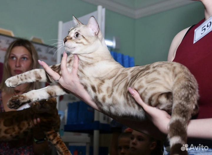 Бенгальский кот вязка