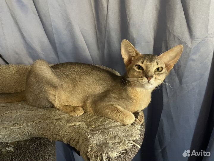 Абиссинские котята девочки