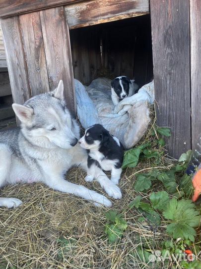 Раздаем щенят