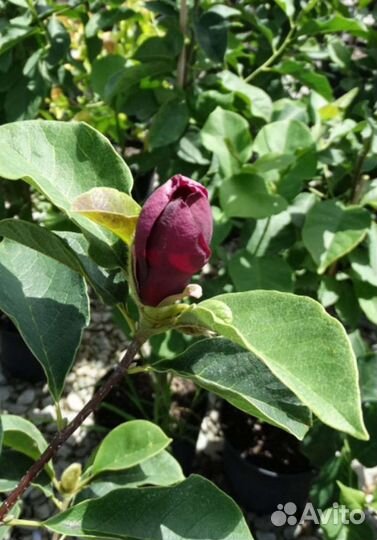 Магнолия Блек тюлип (Black tulip)в с5л и c7,5л