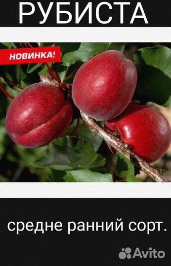 Абрикос Рубиста