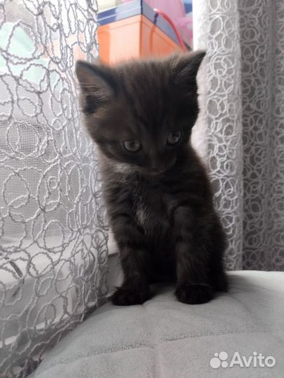 Котята отдам бесплатно