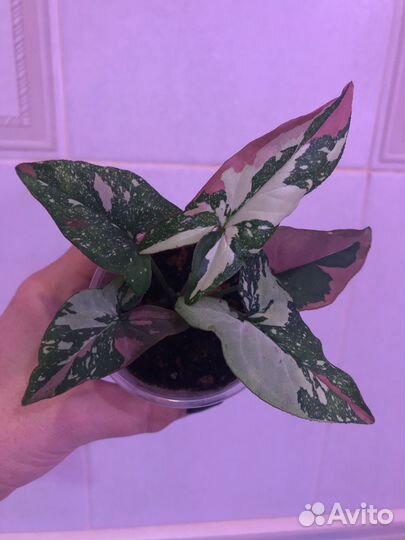 Сингониум ред спот триколор