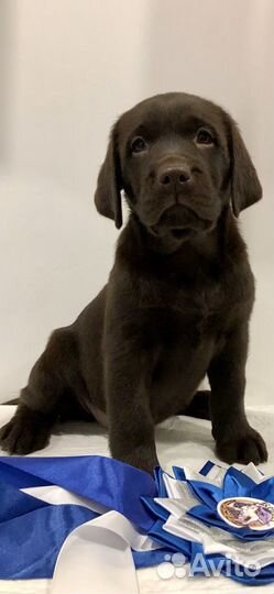 Щенки лабрадора РКФ