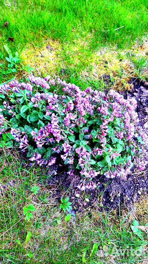 Диффенбахия Медуница сахарная