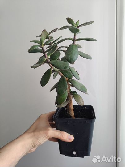 Толстянка денежное дерево