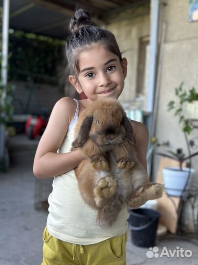 Кролик вислоухий