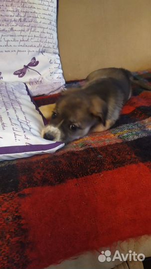 Щенок Ника, не будет крупная