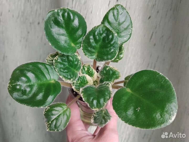 Фиалка химера