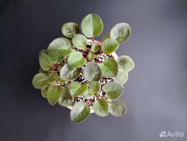 Сортовые фиалки