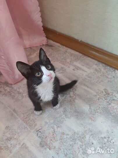 Чудесный котенок Ласков,игрив,к лотку приучен