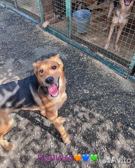 Собака бесплатно