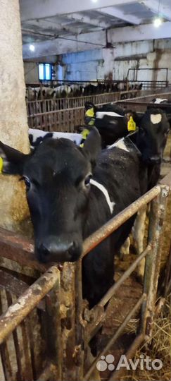 Бычки телята