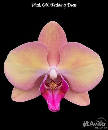 Орхидея Phal. OX Wedding Dress