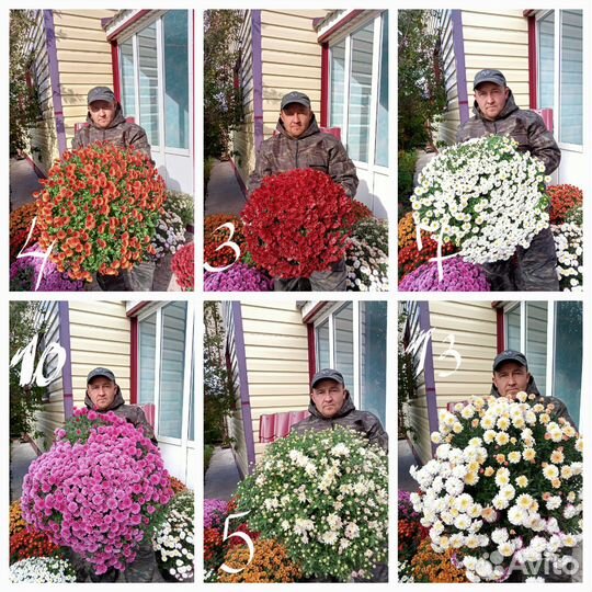 Черенки хризантемы мультифлора опт