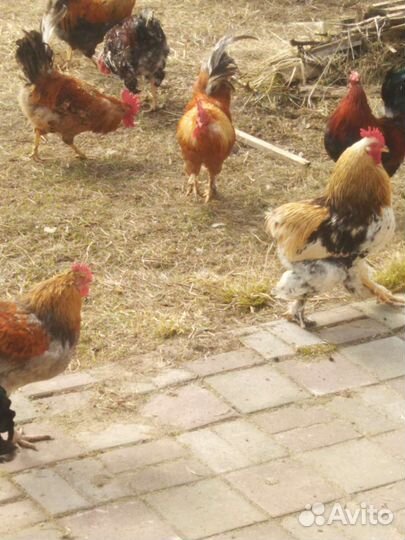 Петухи 9-10 месяцев