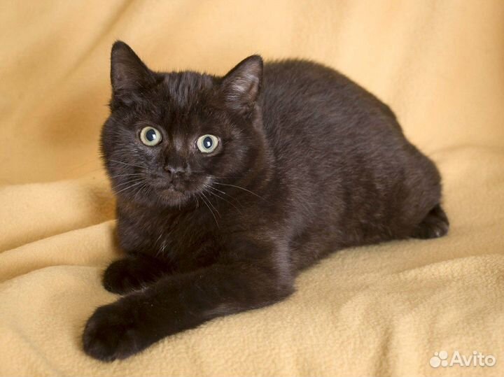 Черные кошки, коты и котята (коттэ)