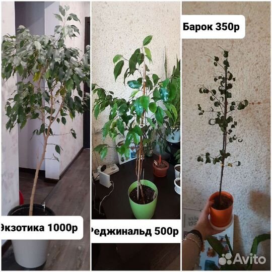 Продам фикусы,аглаонемы,декабрист,синг