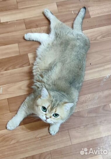 Британская взрослая кошечка