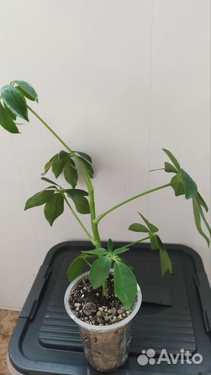 Шефлера комнатный цветок