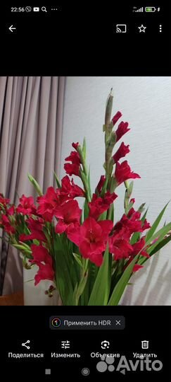 Луковицы гладиолусов