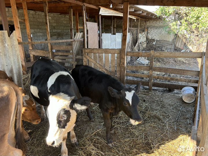 Телята бычки