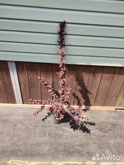 Барбарис оттавский(съедобный)