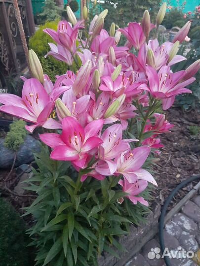 Сортовая Лилия