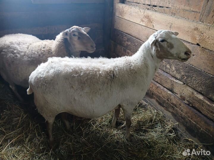 Овцы бараны ягнята дорпер