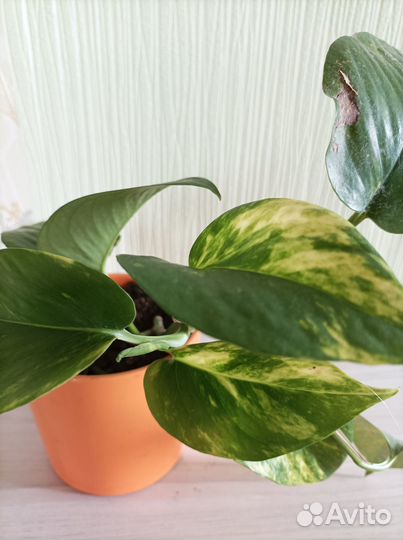 Цветок комнатный сциндапсус