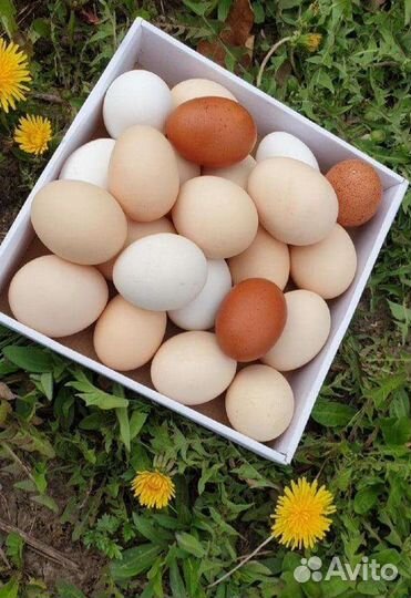 Домашние куриные яйца