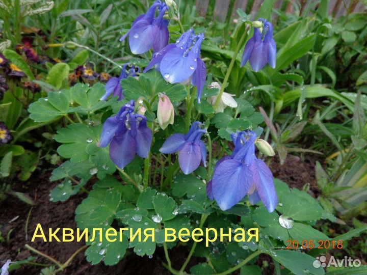 Семена многолетних цветов